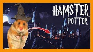 Hamster Potter is back - Harry Potter Hamster School 2