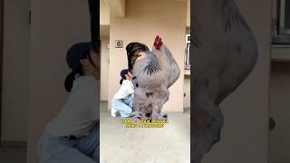 Cara membesarkan Ayam Brahma #ayam #ayamjago #rooster #telur #viral #brahma