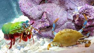 GIANT BLUE CRAB vs GIANT MANTIS SHRIMP *Epic Battle Royale*