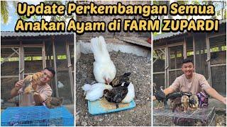 Update perkembangan semua anakan ayam di FARM ZUPARDI