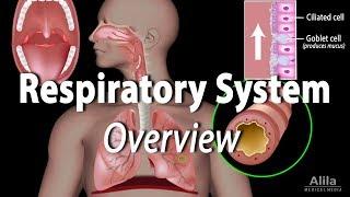 Overview of the Respiratory System Animation