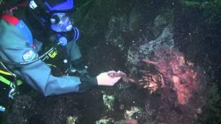 Friendly giant Pacific octopus