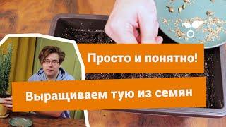 Вырастить тую из семян? Пара пустяков