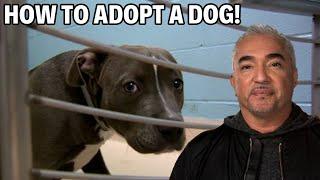 Adopting A Dog From Rescue - Dog Nation Episode 3 - Part 2