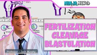 Embryology  Fertilization Cleavage Blastulation