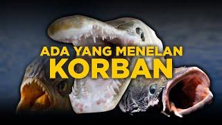 7 IKAN INVASIF YANG HANCURKAN EKOSISTEM INDONESIA