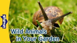 Garden Safari Meet Amazing Animals in Your Backyard 