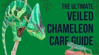 Veiled Chameleon Care Guide