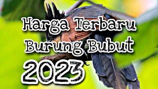 harga burung bubut 2023