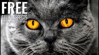 Hypnose Music ⭐️ Hypnose Musik ⭐️ British cat No Copyright Music