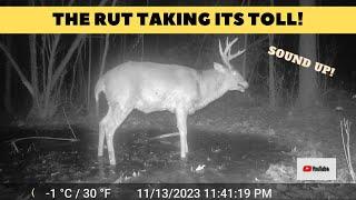 BRUTE Buck Collapses in Water from Rut Exhaustion  INSANE Trail Cam Video