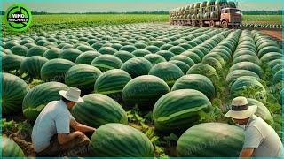 The Most Modern Agriculture Machines That Are At Another Level How To Harvest Watermelons In Farm▶3