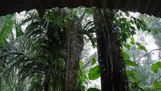 Heavy Rain on Tin Roof in Tropical Jungle Sleep Deep & Peaceful to the Soothing Sound of Rain Above