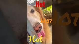 It’s very hot I want cool weather อากาศร้อนมาก ฉันต้องการอากาศเย็นสบาย #shortsvideo #cutedog