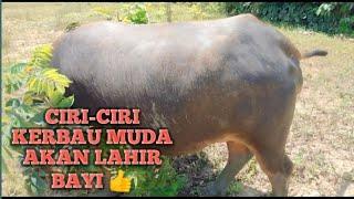 CIRI-CIRI KERBAU MUDA MAU MELAHIRKAN