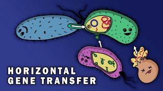 CONJUGATION TRANSFORMATION TRANSDUCTION HORIZONTAL GENE TRANSFER