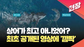 현장영상 상어 잡아먹는 고래가 있다?…최초로 포착된 모습 공개  KBS 2024.03.07.