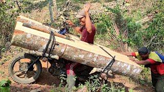 how large logs are transported using wooden motorcycle taxis