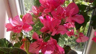 Bougainvillea. Cultivation and care.