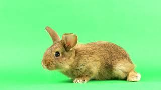 Small Fluffy Brown Domestic Rabbit on a Green Screen  Free 4K video  No Copyright ©️