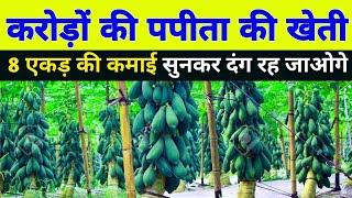 पपीता की खेती  Papaya farming nursery veriety harvesting profit A to Z  Papita ki kheti  Hindi