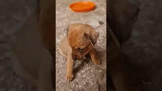 Very Small Cute Baby puppy dog #cute #shorts #shortsyoutube #youtubeshorts #dog #puppy
