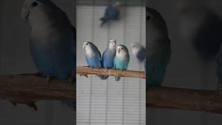 African Lovebirds - Agapornis roseicollis blue with different phenotypes #africanlovebird #parrot
