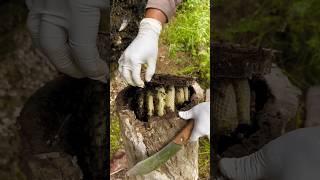 Bee Hive Found Inside Wood #shortsvideo