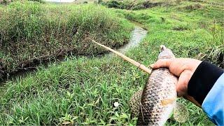 JÁ FALEI NUNCA MAIS DUVIDO DESSE CÓRREGO MINUSCULO Pescaria Caipira de Traíra