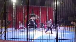 LiveLeak Lion Attack a Circus Trainers