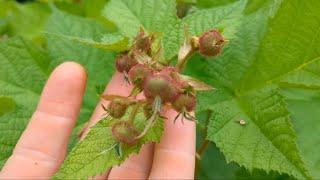 Dazzled by Razzle  Notes and Observations on Rubus oderatus