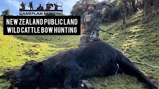 Hunting Wild Cattle New Zealand Public Land