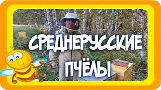 Темная лесная пчела среднерусские пчелы