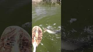 Muskie Eats Swimbait Next To Kayak