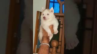 Coper siberian husky puppies