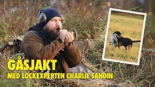 Jaktresan Gåsjakt med lockexperten Charlie Sandin