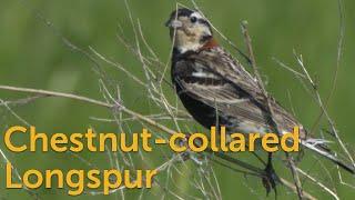 Chestnut-collared Longspur Grassland Spirit