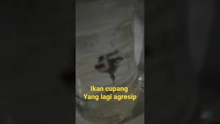 Ikan cupang #ShortsIkan cupang terbesar