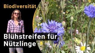 Biodiversität in verschiedenen Kulturen fördern durch Blühstreifen für Nützlinge