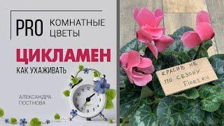 Цикламен - цветущее зимой комнатное растение. Домашние цветы необыкновенной красоты.