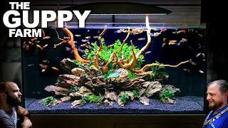 The Guppy Farm EXOTIC Guppy Island Style All In One Aquarium Aquascape Tutorial