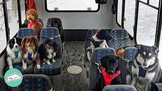 Dog Walker in Alaska Everyday Takes Dogs on a Ride in Minibus  Cuddle Dogs