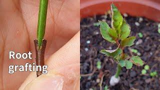 How to graft rose twig  with the root  如何在用樹根嫁接月季