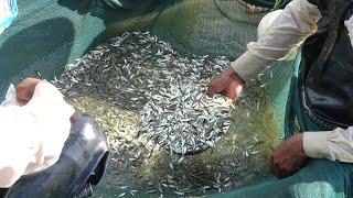 Million of catla fry harvesting  fish for life