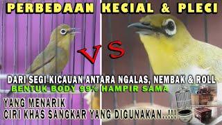 KECIAL LOMBOK VS PLECI GACOR