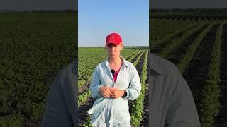 Долучайтесь до нашого Агро Комʼюніті ️. #кооператив #дробязко #unitedfarmers #агро