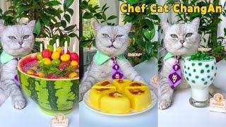 One-Year Collection Cat-Chef Makes Beautiful And Fragrant FoodCat Cooking FoodCute And Funny Cat