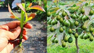 Latest method  how to grow avocado cuttings with milk to stimulate roots