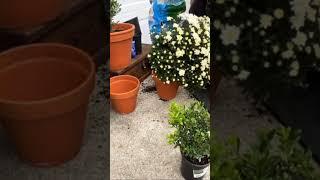 Gardening with Boxwood and Seasonal Garden Mums Easy Patio Gardening