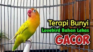 SUARA BURUNG LOVEBIRD NGEKEK PANJANG FIGHTER SUARANYA AMPUH JADIKAN Lovebird Gacor NYAUT SEKETIKA